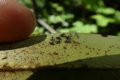 Stephanitis rhododendri