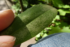 Stephanitis rhododendri