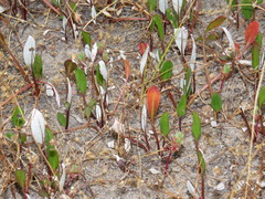 Arctotheca forbesiana