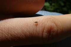 Stephanitis rhododendri