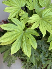Fatsia