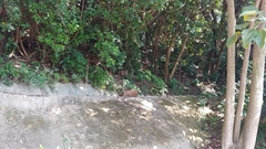 Sus scrofa moupinensis