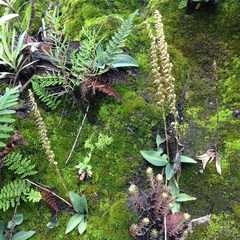 Mesadenus polyanthus
