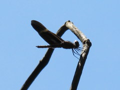 Zenithoptera fasciata