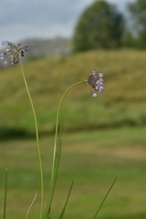 Allium rubens