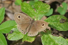 Ypthima huebneri