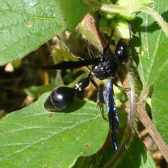 Zethus spinipes spinipes