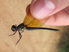 Macrothemis declivata