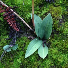 Mesadenus polyanthus
