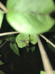 Ptychoptera quadrifasciata