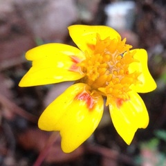 Tagetes linifolia