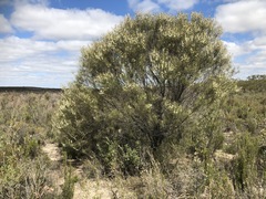Hakea mitchellii