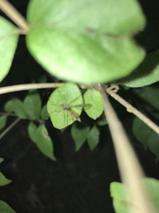 Ptychoptera quadrifasciata