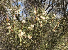 Hakea mitchellii