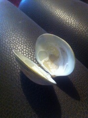 Ruditapes decussatus