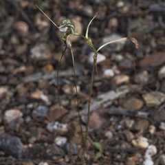 Pterostylis woollsii