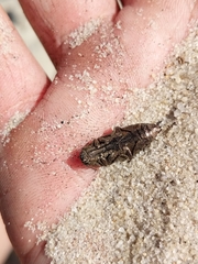 Chrysochroinae
