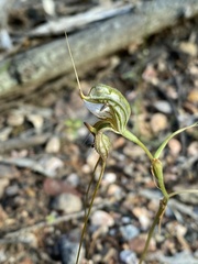 Pterostylis woollsii