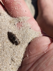 Chrysochroinae