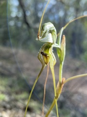 Pterostylis woollsii