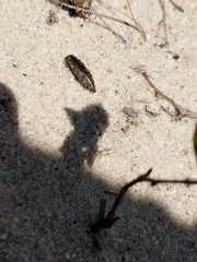 Chrysochroinae