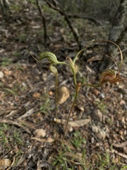 Pterostylis woollsii