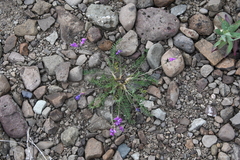 Oxytropis tichomirovii