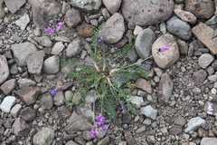 Oxytropis tichomirovii