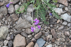 Oxytropis tichomirovii