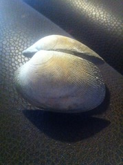 Ruditapes decussatus