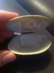 Ruditapes decussatus