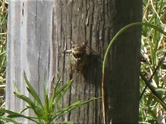 Diceroprocta viridifascia