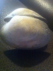 Ruditapes decussatus