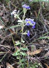 Dampiera lanceolata