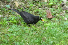 Turdus merula