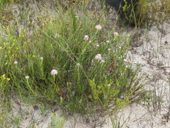 Serruria linearis