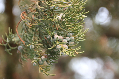 western juniper