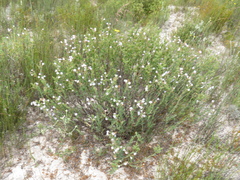 Lobostemon glaucophyllus