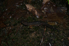 Desmognathus fuscus