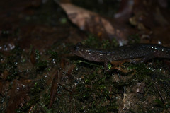 Desmognathus fuscus