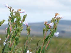 Lobostemon glaucophyllus
