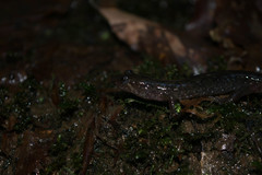 Desmognathus fuscus