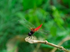 Aethriamanta brevipennis