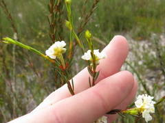 Lachnaea capitata