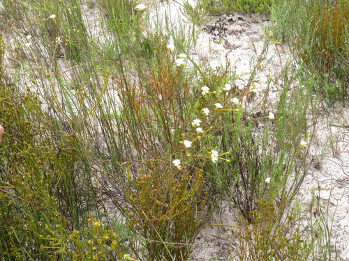 Image of Lachnaea capitata by (c) Jeremy Gilmore, some rights reserved (CC BY)