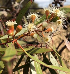 Eucalyptus gracilis