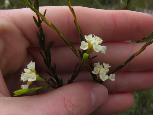 Image of Lachnaea capitata by (c) Jeremy Gilmore, some rights reserved (CC BY)
