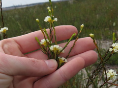 Lachnaea capitata