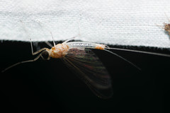 Maccaffertium pulchellum