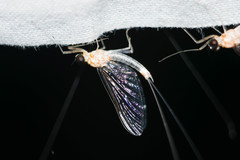 Maccaffertium pulchellum